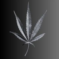 Abogado-trafico-de-drogas-madrid-hoja-marihuana.jpg